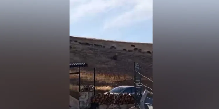 Yüksek kesimlerde domuz sürüleri