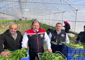 Kışlık sebze hasadı başladı