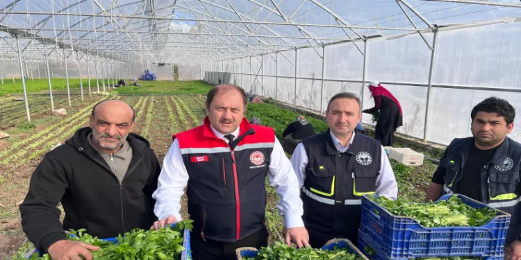 Kışlık sebze hasadı başladı