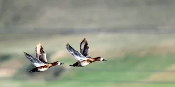 Sazlık birçok kuş türüne ev sahipliği yapıyor