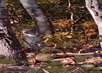 Nesli tehlike altında olan vaşak Muş’ta görüldü