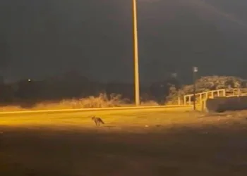 Aç kalan tilki ilçe merkezinde