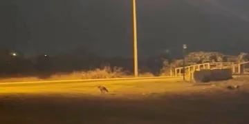 Aç kalan tilki ilçe merkezinde