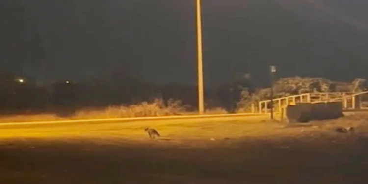 Aç kalan tilki ilçe merkezinde