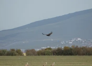 Leş üzerinde keşif uçuşu