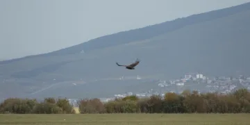 Leş üzerinde keşif uçuşu