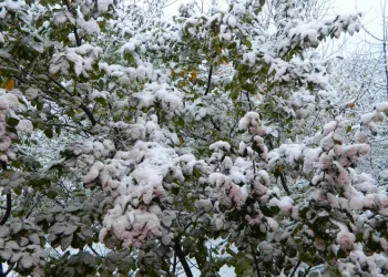 Posof güne kar yağışıyla uyandı