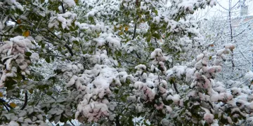 Posof güne kar yağışıyla uyandı