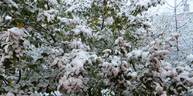 Posof güne kar yağışıyla uyandı