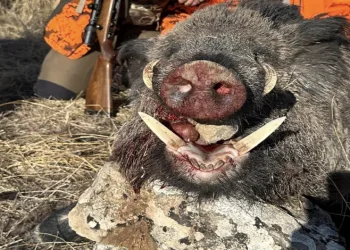 300 kiloluk domuz avladı