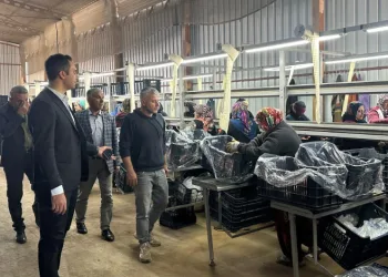 Narlar ihracat için paketlenerek depolanıyor