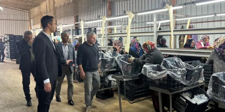 Narlar ihracat için paketlenerek depolanıyor