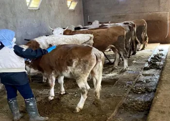 Büyükbaş hayvanlar şap hastalığına karşı aşılanıyor