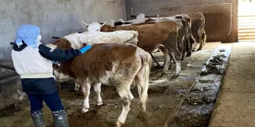 Büyükbaş hayvanlar şap hastalığına karşı aşılanıyor