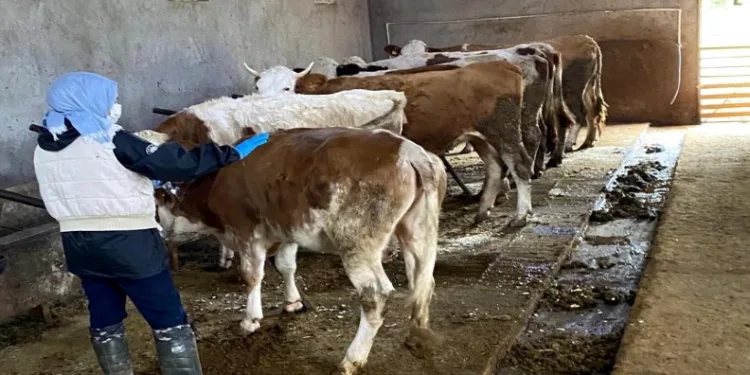 Büyükbaş hayvanlar şap hastalığına karşı aşılanıyor
