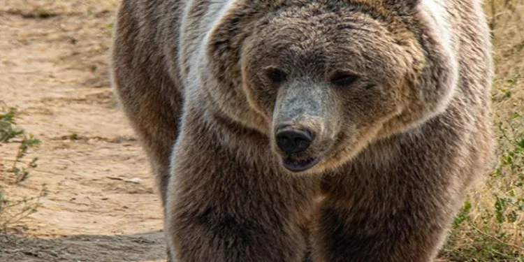 Ayının ayna ile imtihanı fotokapana yansıdı
