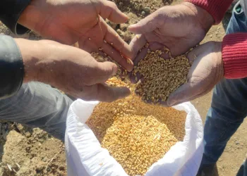 Tarım çalışmaları çevre illerin ilgisini çekiyor