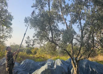 Güney Marmara’da zeytin hasadı başladı