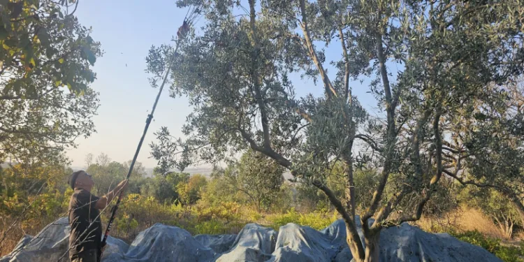 Güney Marmara’da zeytin hasadı başladı