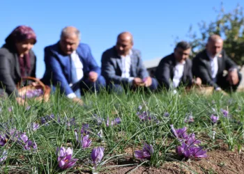 Safran bitkisi hasadı başladı