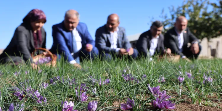 Safran bitkisi hasadı başladı