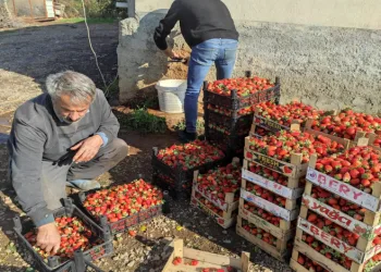 3 mevsim üretimi devam eden çilekte yılın son hasadı