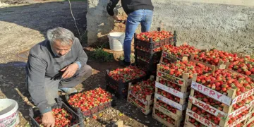 3 mevsim üretimi devam eden çilekte yılın son hasadı