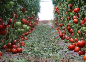 İlk dönemde 700 ton domates