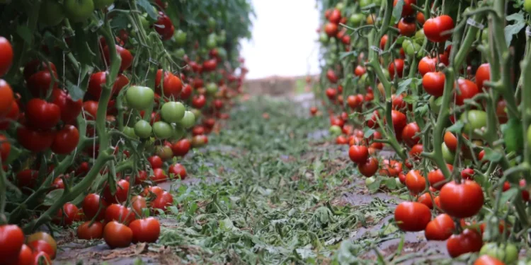 İlk dönemde 700 ton domates