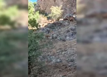 Koruma altındaki dağ keçileri görüntülendi