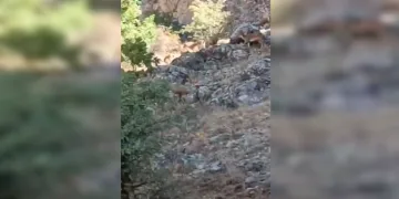 Koruma altındaki dağ keçileri görüntülendi