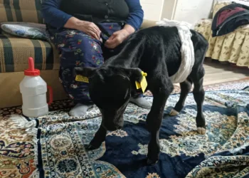 Veterinerin “ölür” dediği buzağıya gözü gibi bakıyor