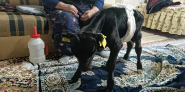 Veterinerin “ölür” dediği buzağıya gözü gibi bakıyor
