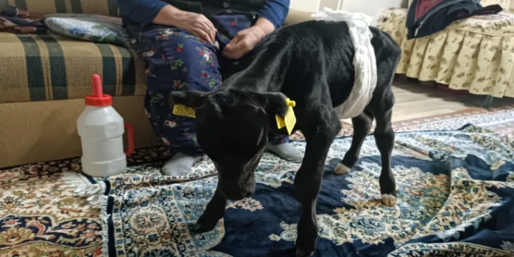 Veterinerin “ölür” dediği buzağıya gözü gibi bakıyor