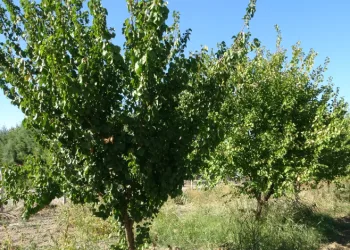 Budamada yapılan hatalara dikkat çekildi