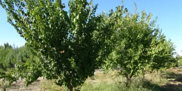 Budamada yapılan hatalara dikkat çekildi