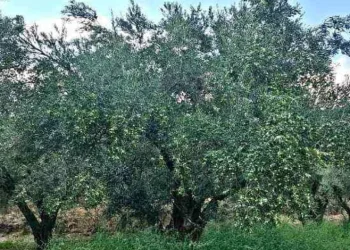 Zeytin üreticisinin sorunlarına dikkat çekti