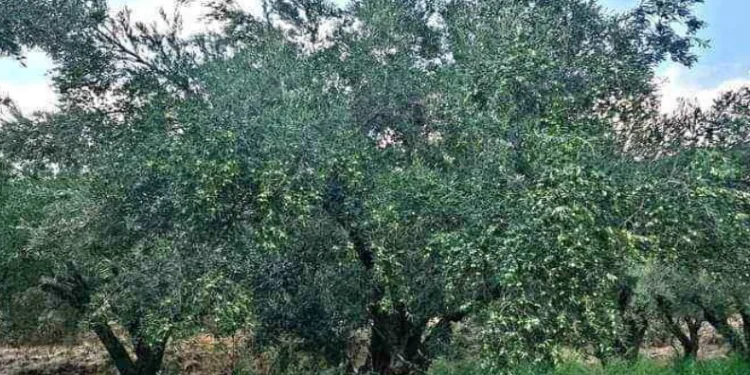 Zeytin üreticisinin sorunlarına dikkat çekti