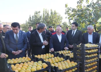 Trabzon hurmasının hasadı