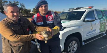 Yaralı boz şahin jandarma tarafından kurtarıldı