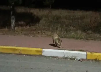 Büyük yangından sonra dikkat çeken görüntü