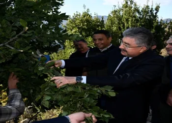 Defne yaprağı hasadı başladı