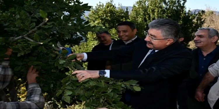 Defne yaprağı hasadı başladı