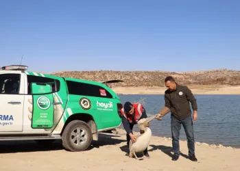 Pelikanlar yeniden doğaya salındı