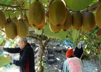 Kivi üretiminde yıllık 300 milyon TL gelir bekleniyor