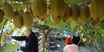Kivi üretiminde yıllık 300 milyon TL gelir bekleniyor