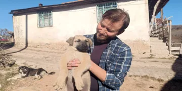 Yavru köpeğe heimlich müdahalesi