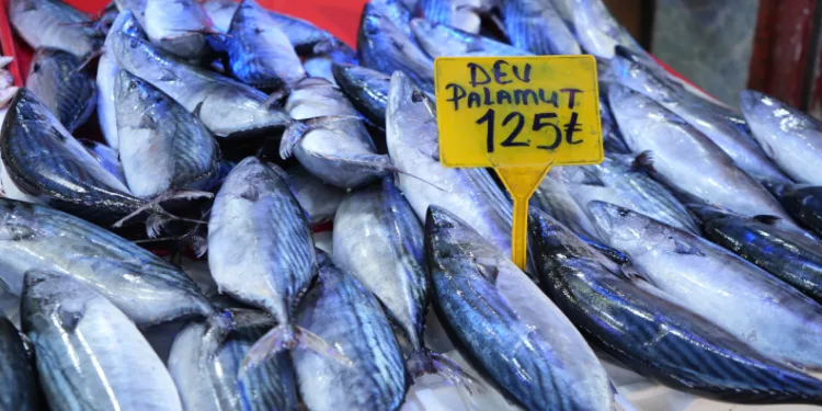 Ucuz palamut için son günler