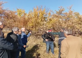 Kurt köpeği tuzağa çekti