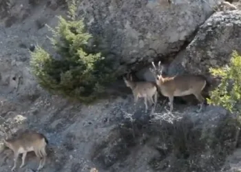 Yaban keçileri sürü halinde görüntülendi